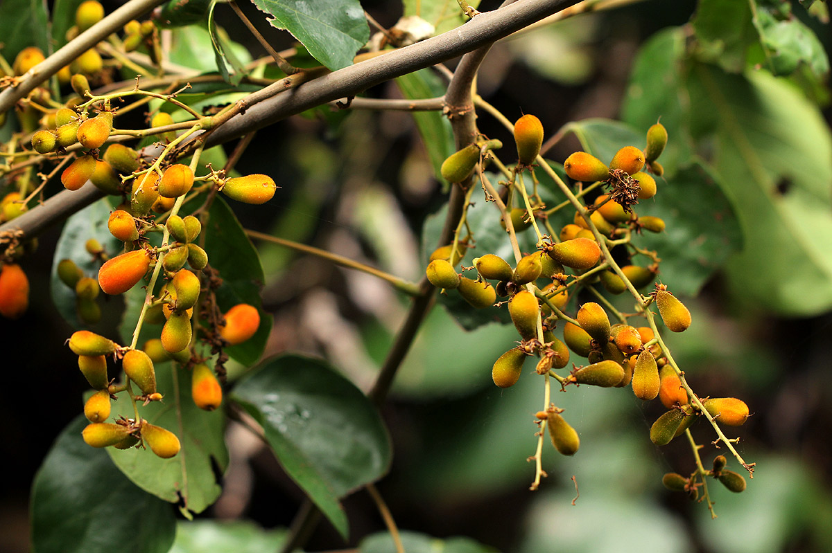 Agelaea pentagyna Agelaea pentagyna