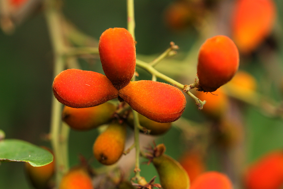 Agelaea pentagyna Agelaea pentagyna