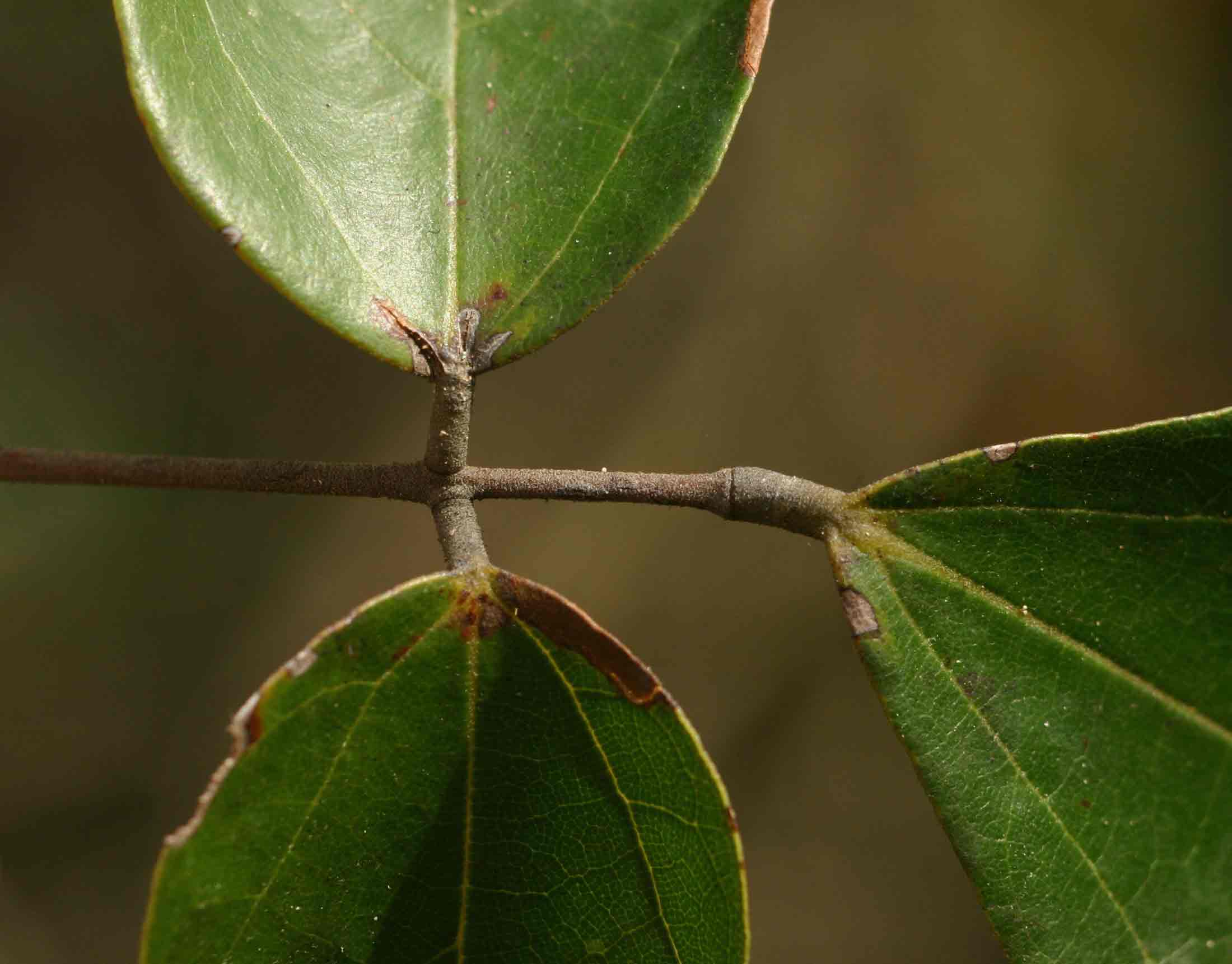 Agelaea pentagyna Agelaea pentagyna