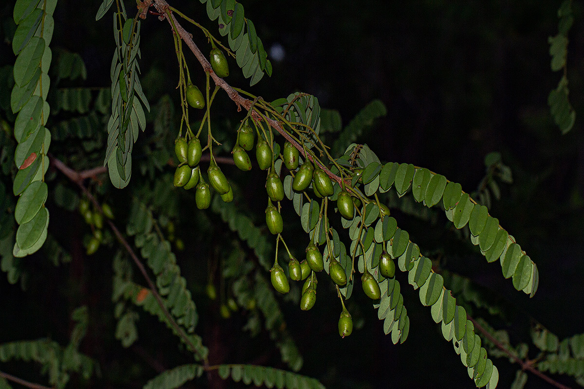 Rourea orientalis Rourea orientalis