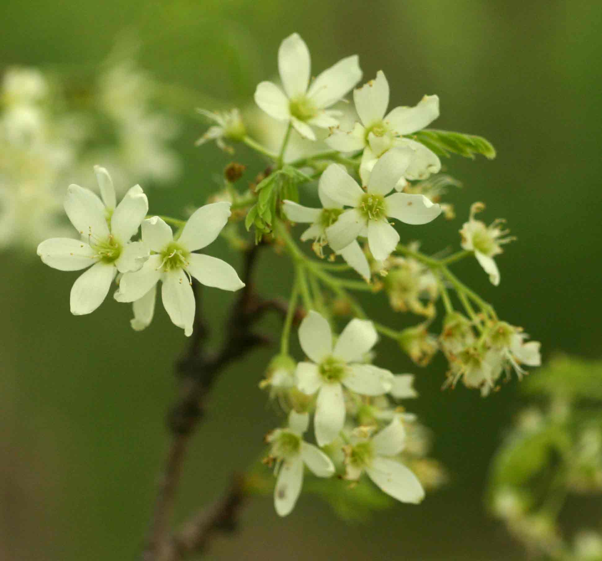 Rourea orientalis Rourea orientalis