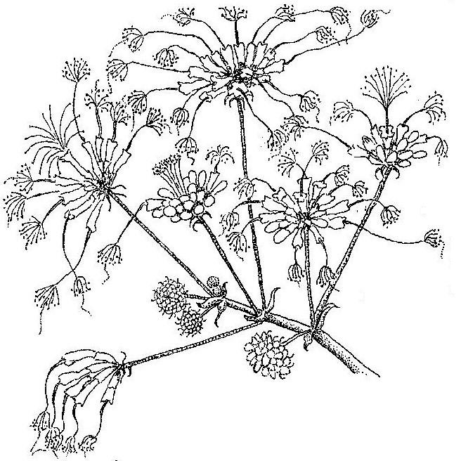 Albizia adianthifolia var. adianthifolia Albizia adianthifolia var. adianthifolia
