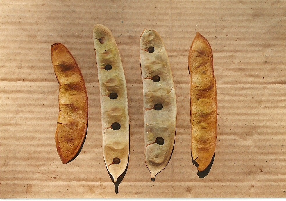 Albizia adianthifolia var. adianthifolia Albizia adianthifolia var. adianthifolia