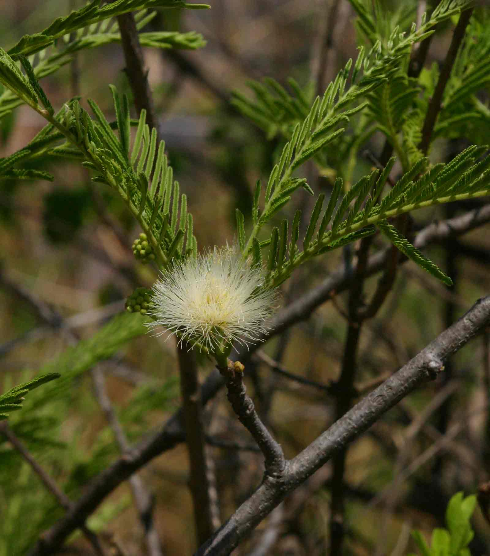 Albizia amara subsp. sericocephala Albizia amara subsp. sericocephala
