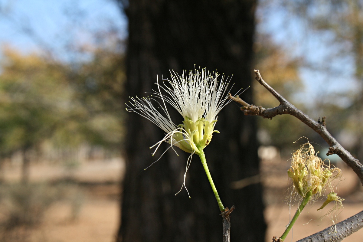 Albizia anthelmintica