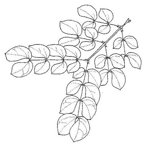 Albizia anthelmintica