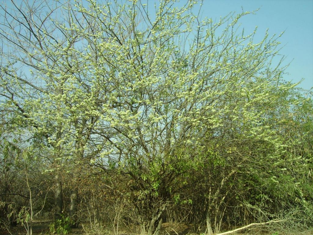 Albizia anthelmintica