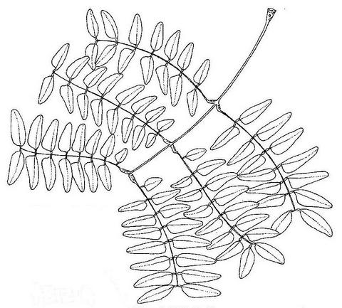 Albizia antunesiana