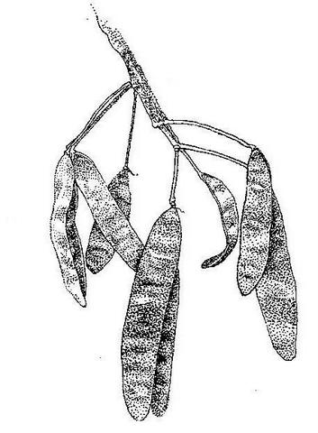 Albizia antunesiana Albizia antunesiana