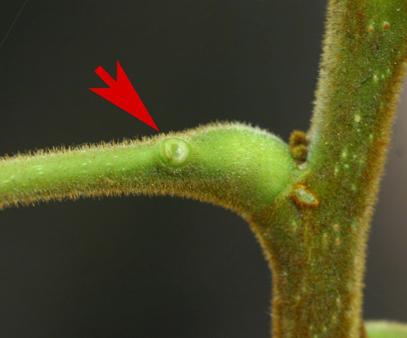 Albizia versicolor Albizia versicolor