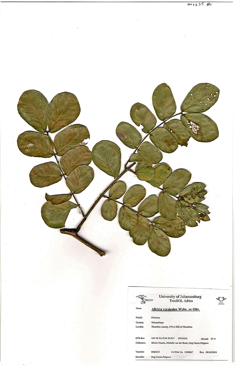 Albizia versicolor