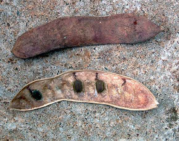 Acacia abyssinica subsp. calophylla Acacia abyssinica subsp. calophylla