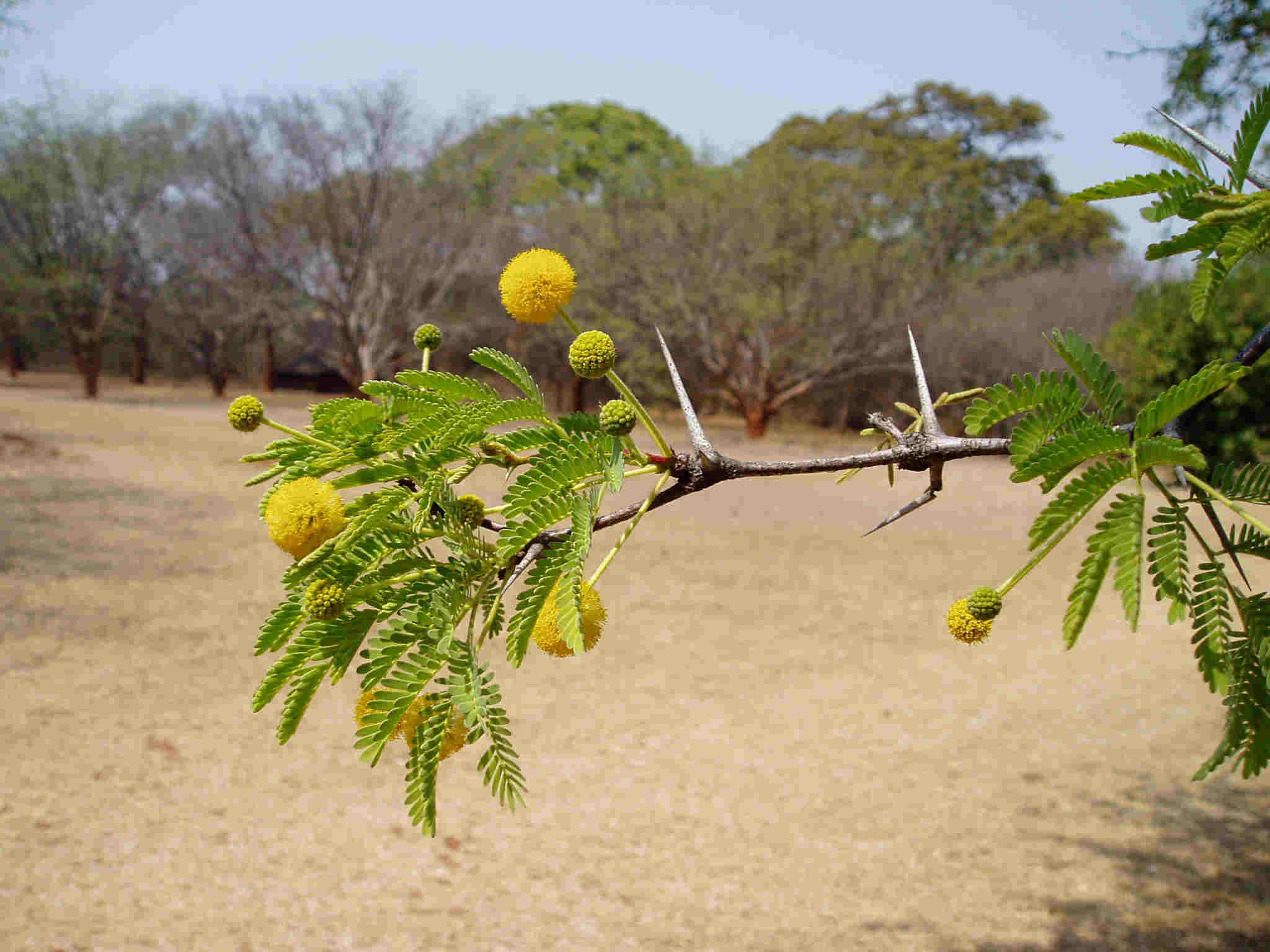 Acacia erioloba