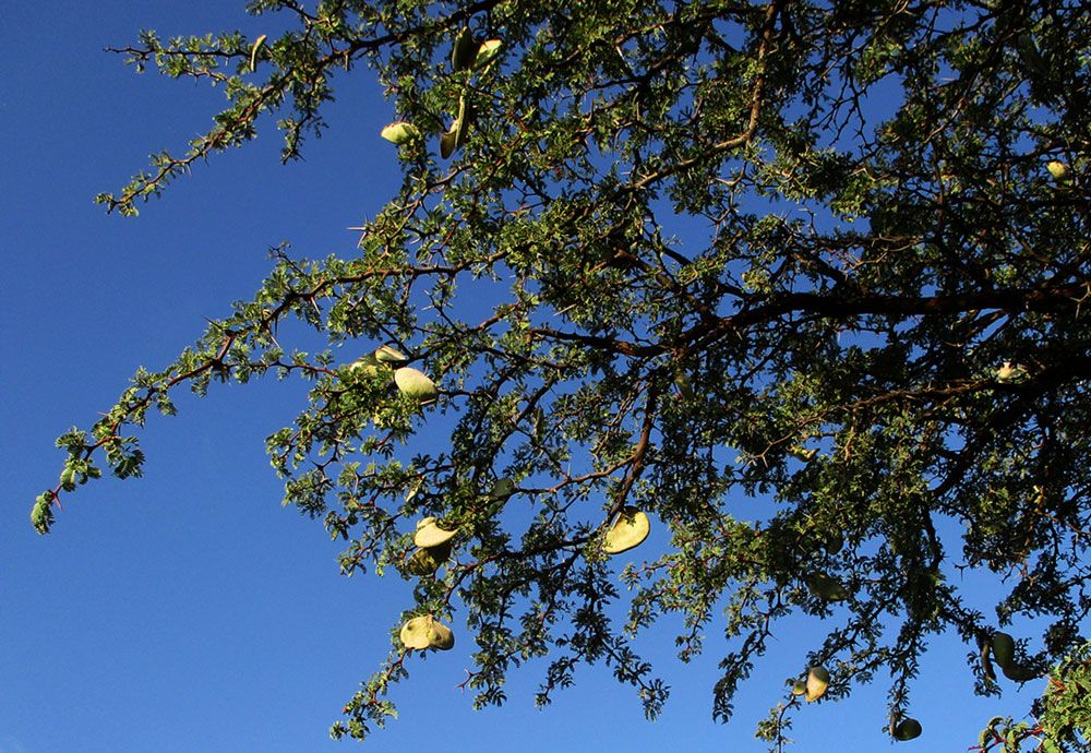 Acacia erioloba