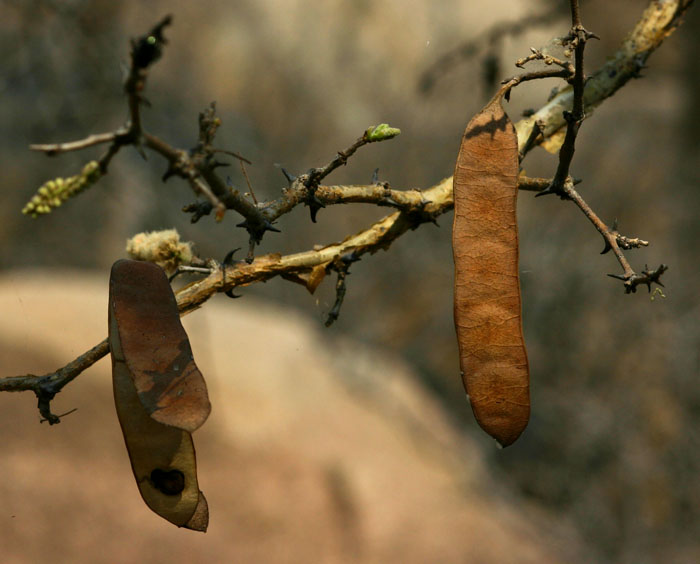 Acacia erubescens
