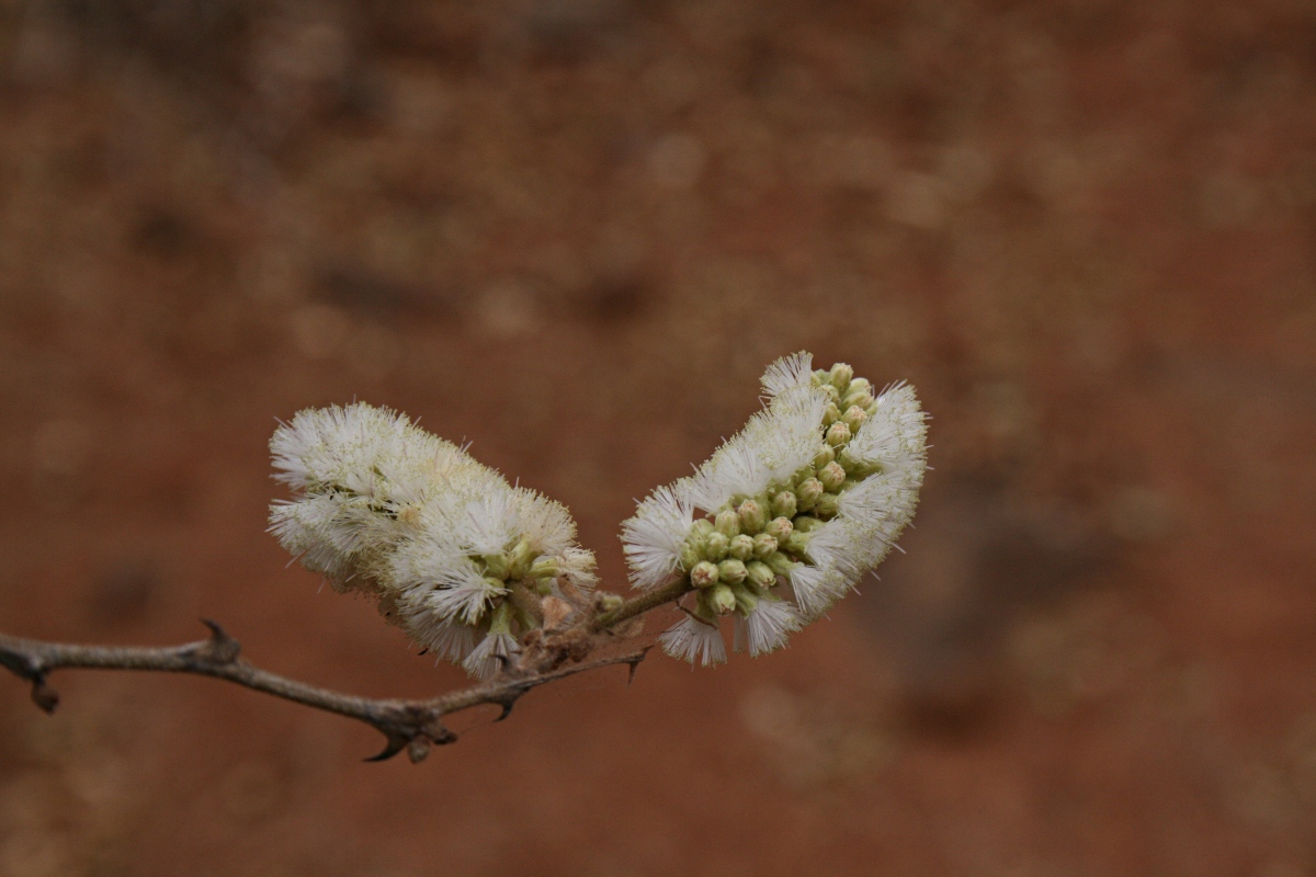 Acacia erubescens Acacia erubescens