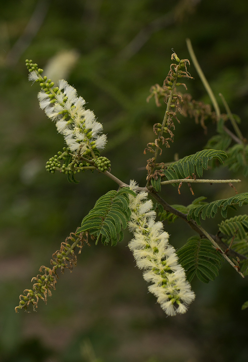 Acacia fleckii