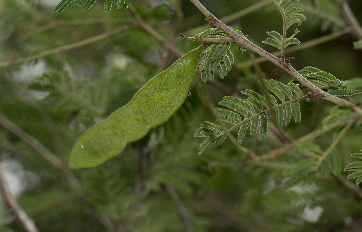 Acacia fleckii