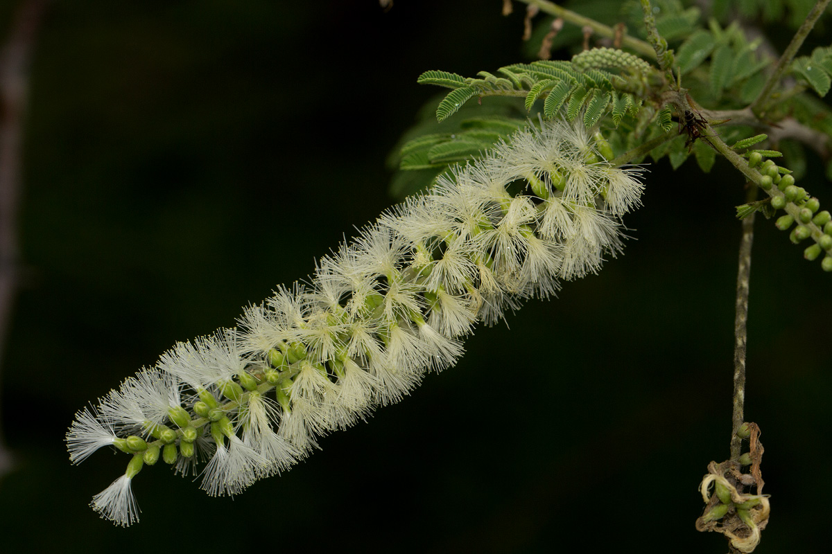 Acacia fleckii