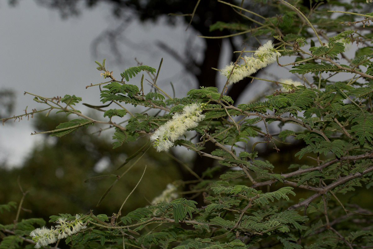 Acacia fleckii