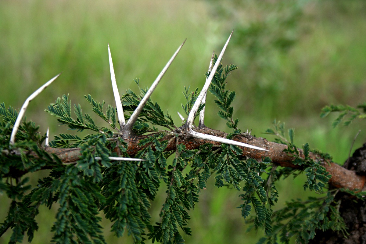Acacia gerrardii var. gerrardii