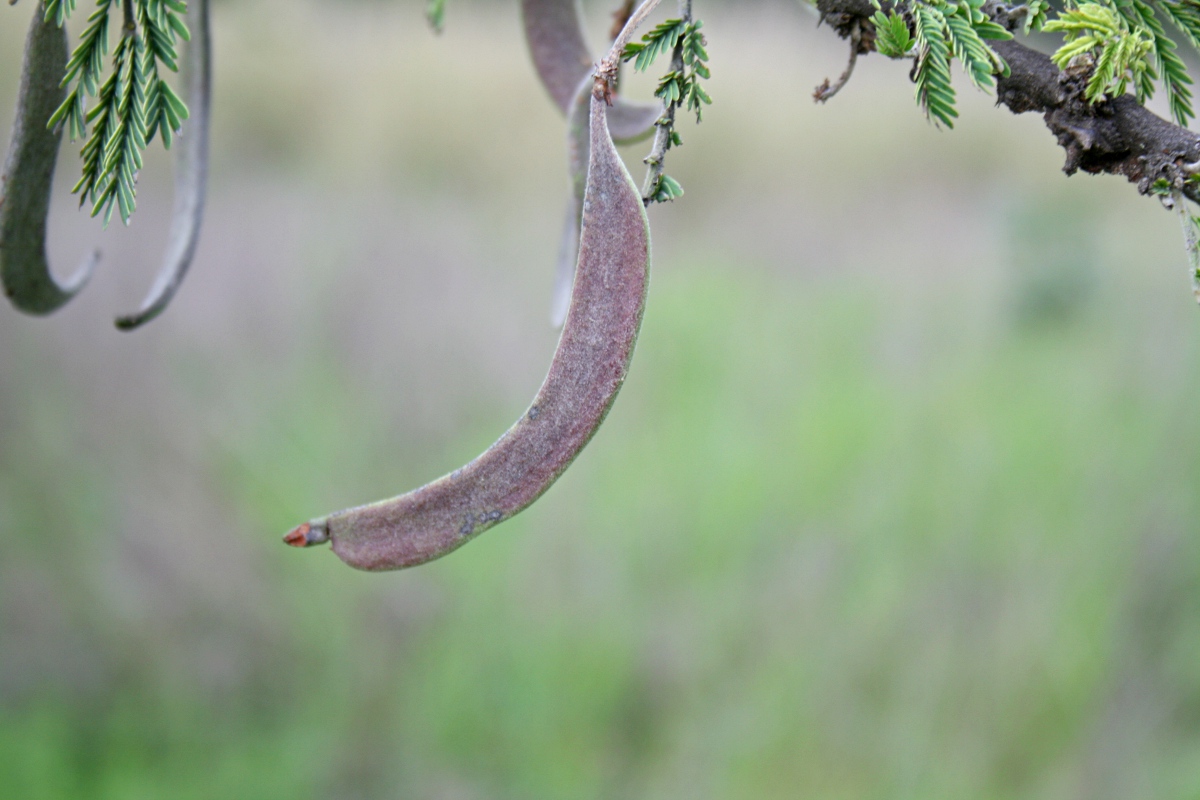 Acacia gerrardii var. gerrardii