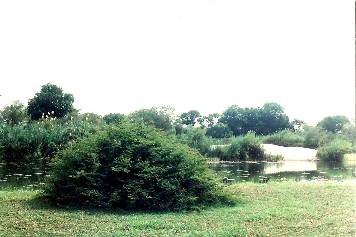 Acacia hebeclada subsp. hebeclada Acacia hebeclada subsp. hebeclada