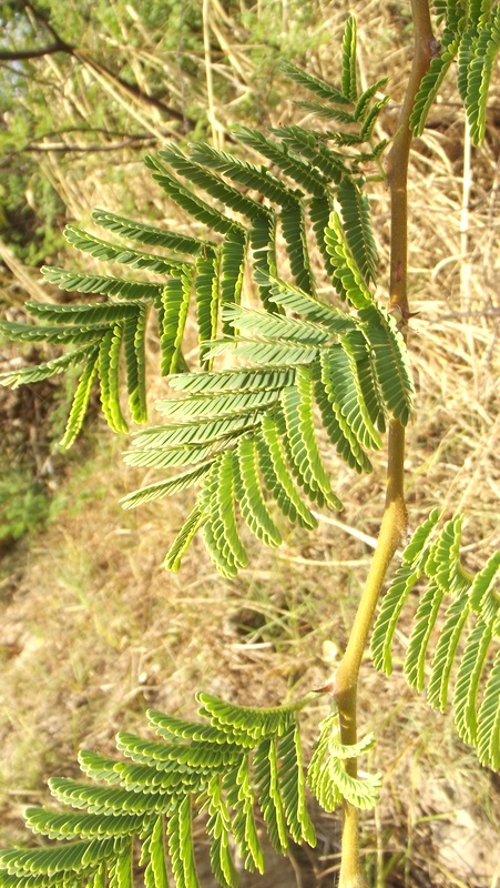 Acacia hebeclada subsp. chobiensis
