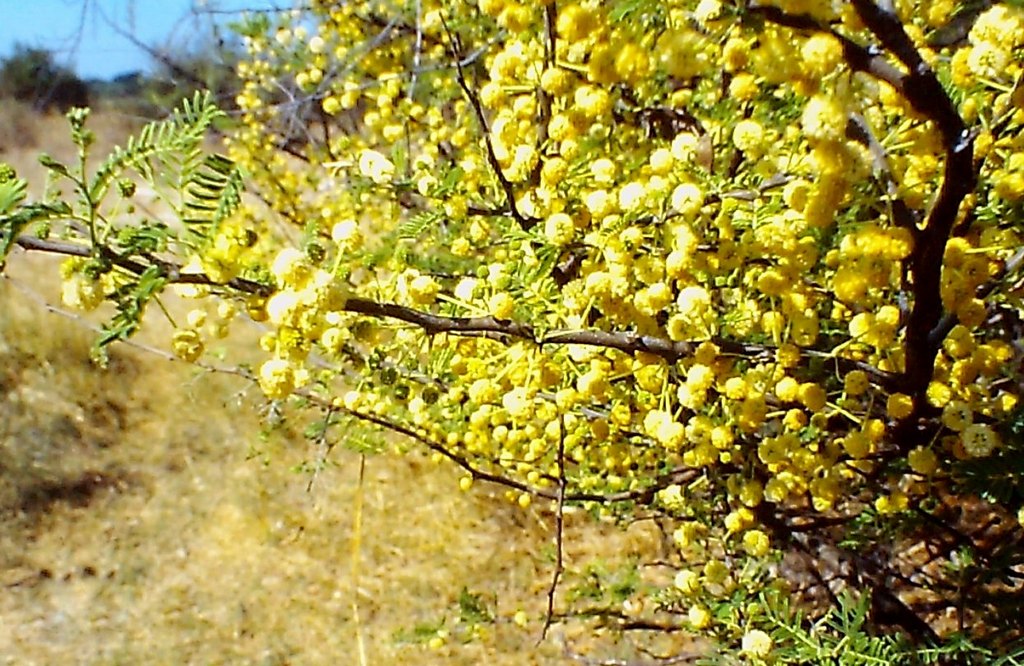 Acacia hebeclada subsp. chobiensis