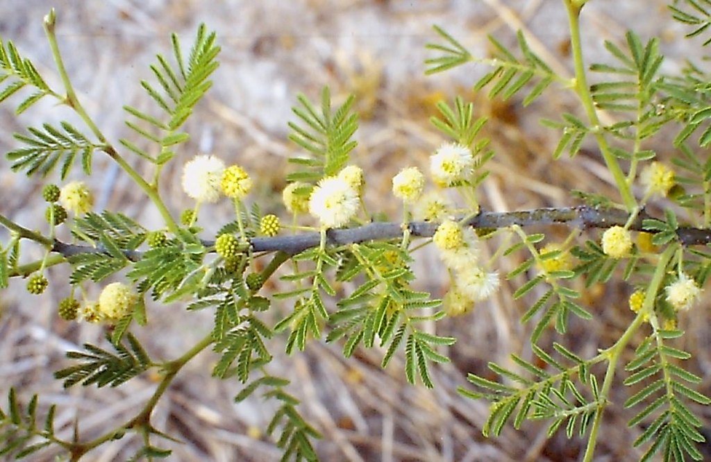 Acacia hebeclada subsp. chobiensis