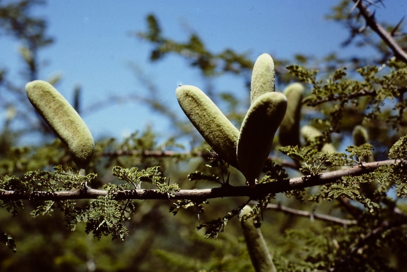Acacia hebeclada subsp. chobiensis