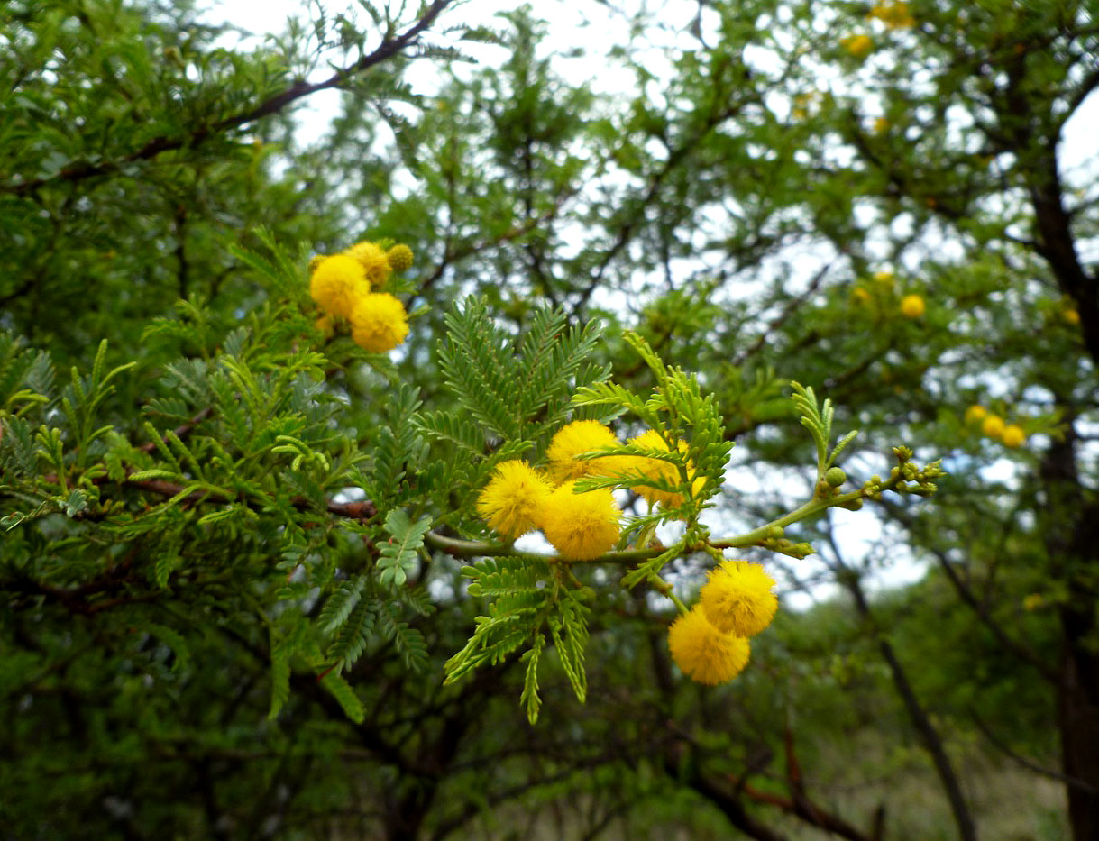 Acacia karroo