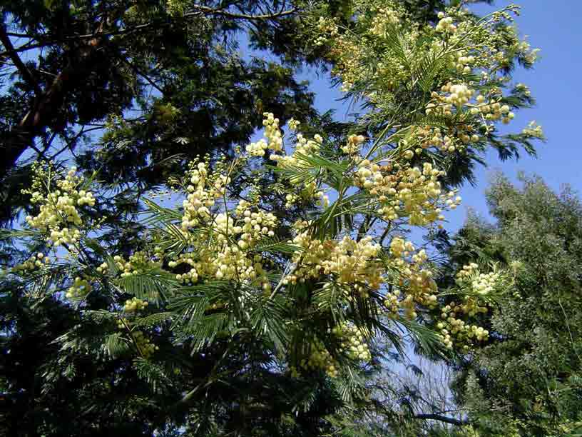 Acacia mearnsii Acacia mearnsii
