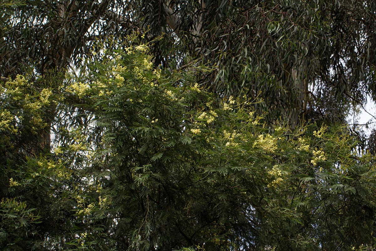 Acacia mearnsii Acacia mearnsii