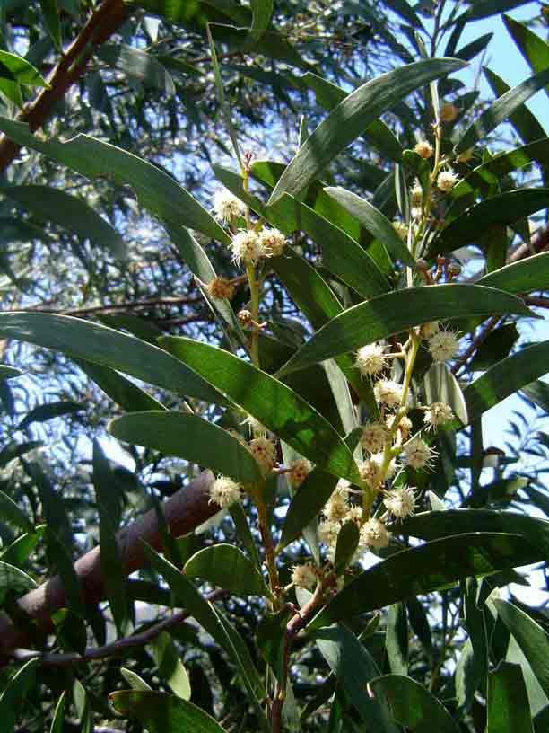 Acacia melanoxylon Acacia melanoxylon