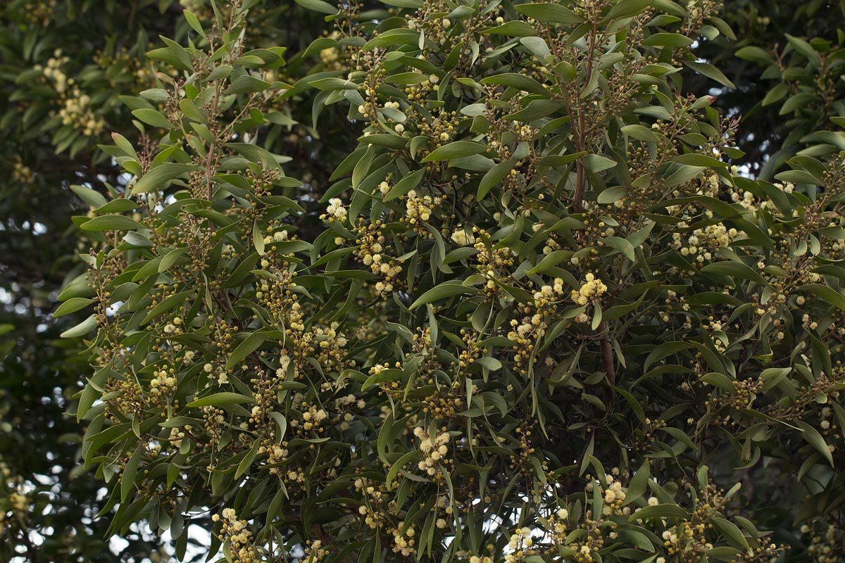 Acacia melanoxylon Acacia melanoxylon