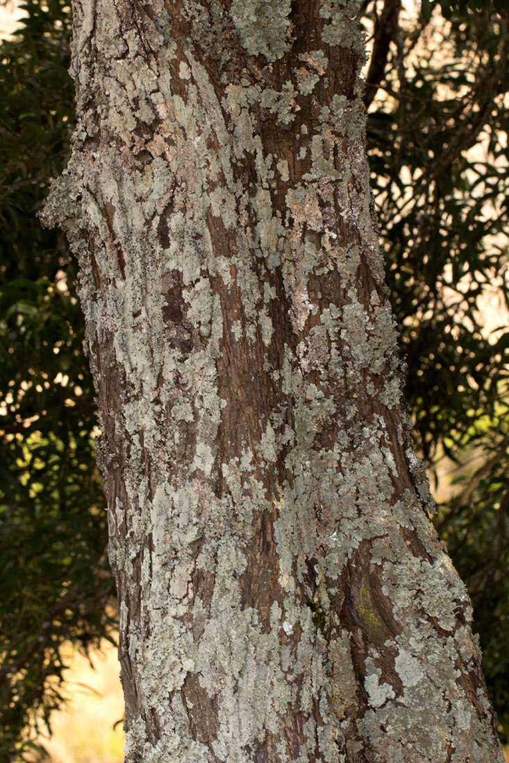 Acacia melanoxylon Acacia melanoxylon