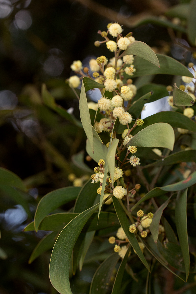 Acacia melanoxylon Acacia melanoxylon