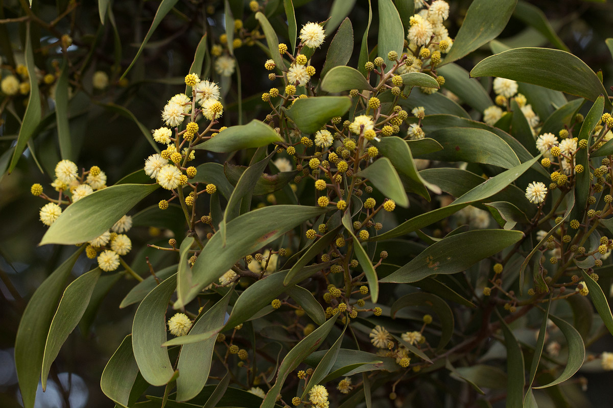 Acacia melanoxylon Acacia melanoxylon