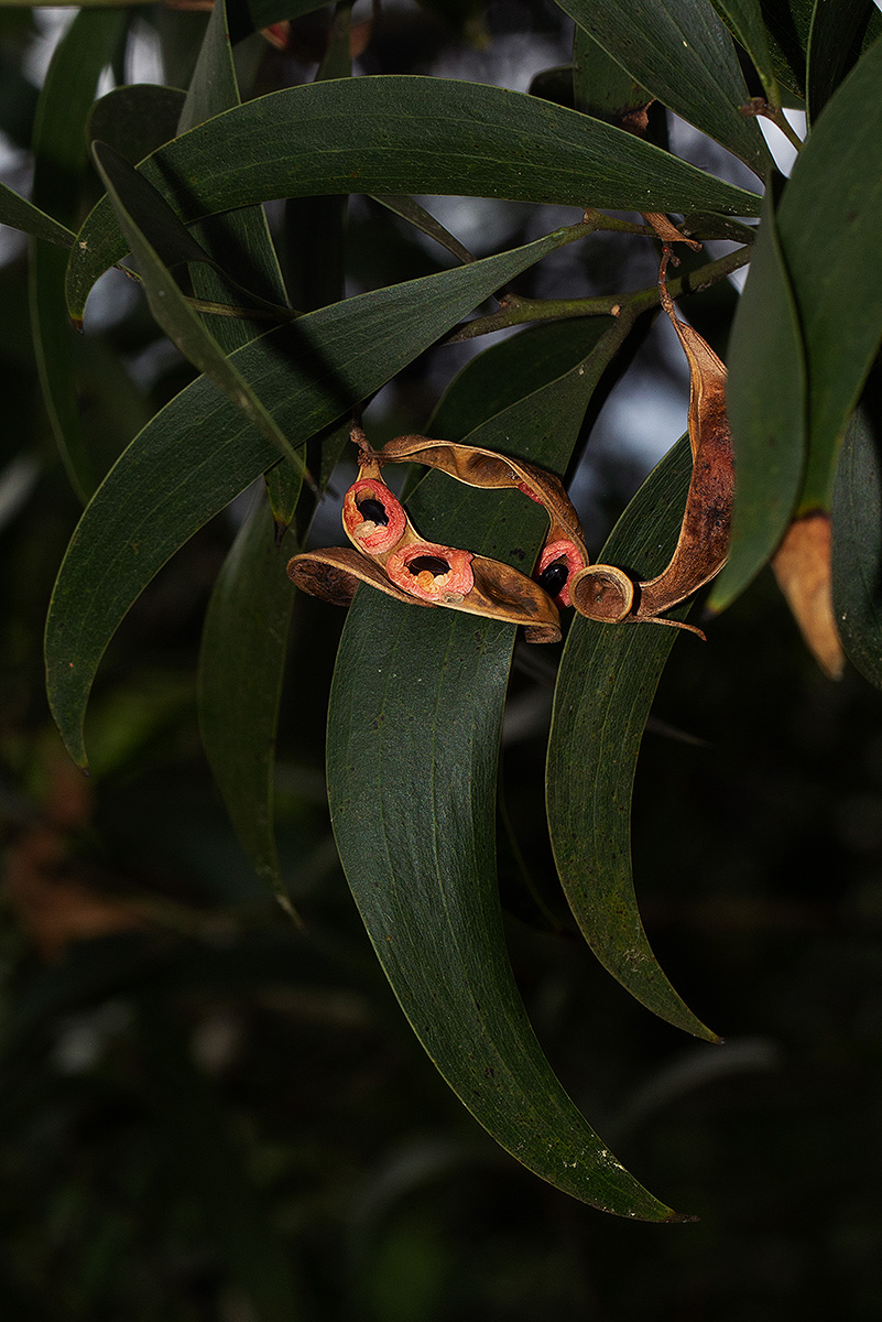 Acacia melanoxylon Acacia melanoxylon