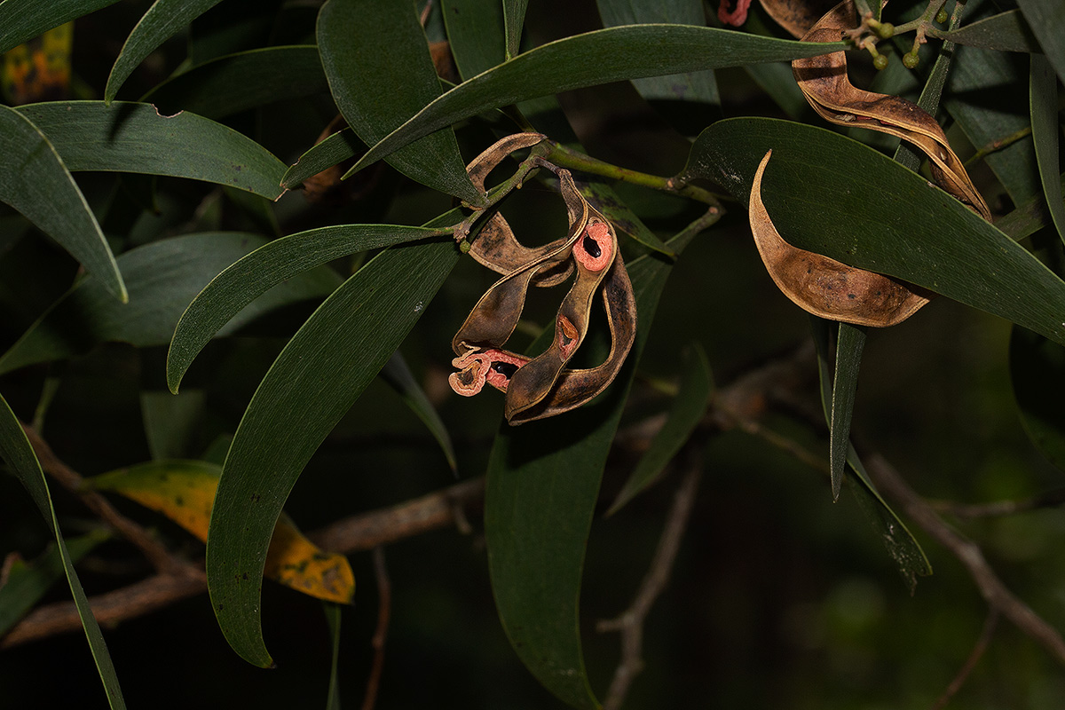 Acacia melanoxylon Acacia melanoxylon