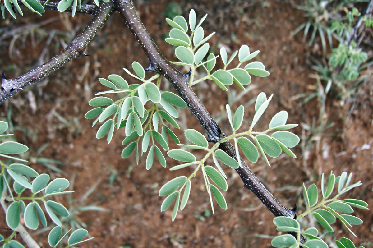 Acacia mellifera subsp. detinens