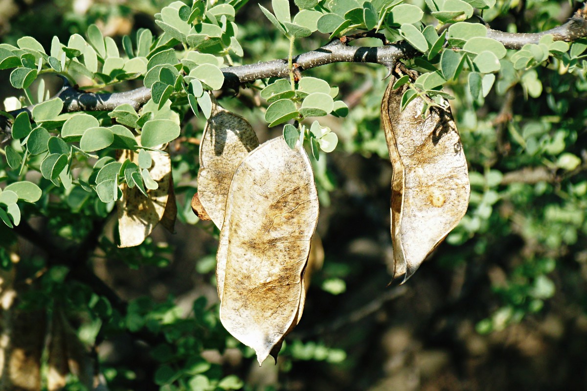 Acacia mellifera subsp. detinens