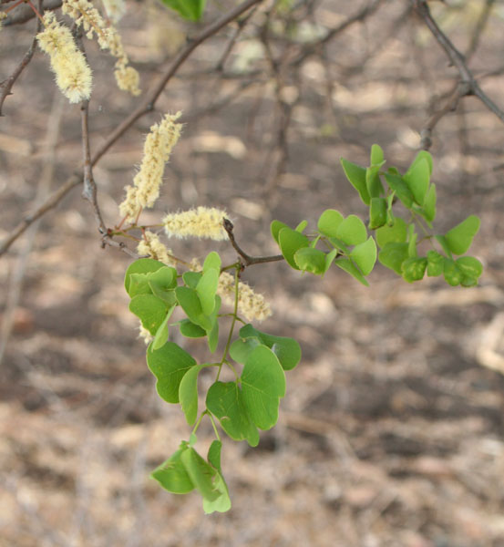 Acacia nigrescens