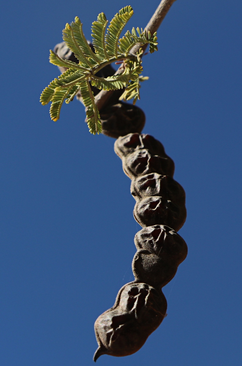 Acacia nilotica subsp. kraussiana