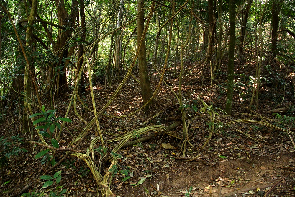 Acacia pentagona Acacia pentagona