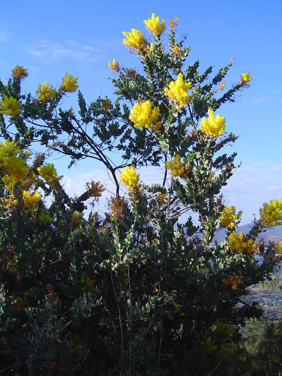Acacia podalyriifolia Acacia podalyriifolia