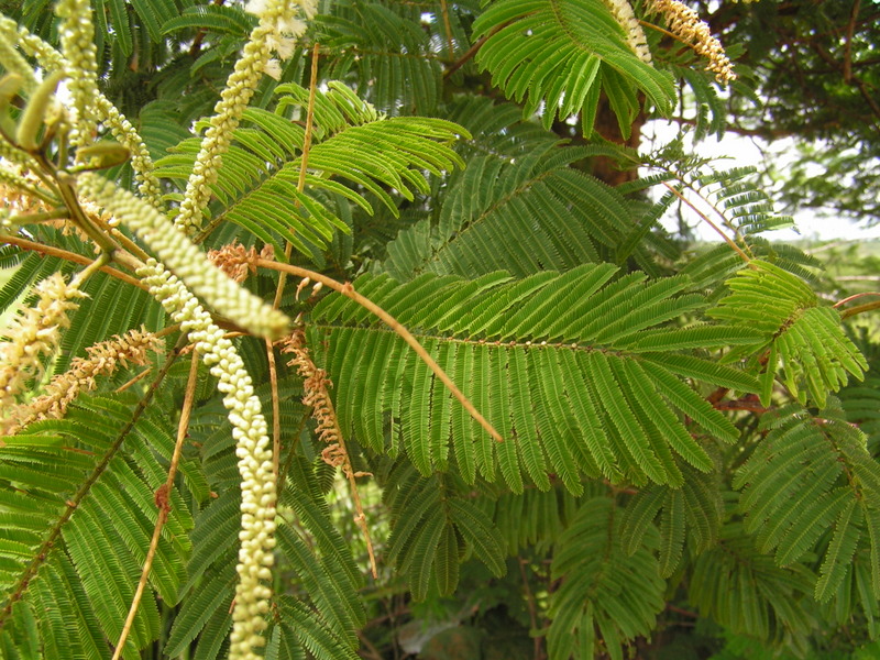 Acacia polyacantha subsp. campylacantha