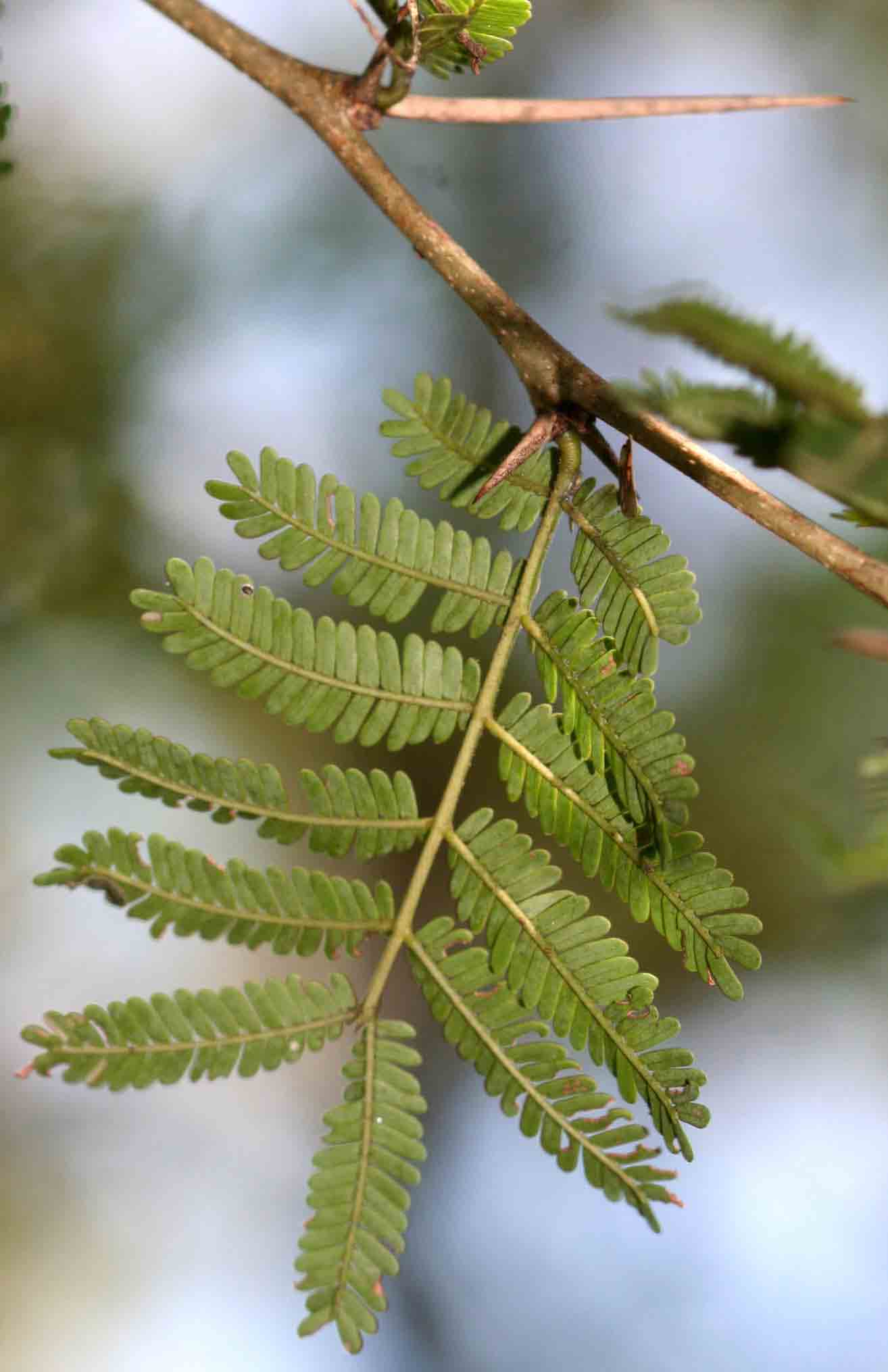 Acacia robusta subsp. clavigera