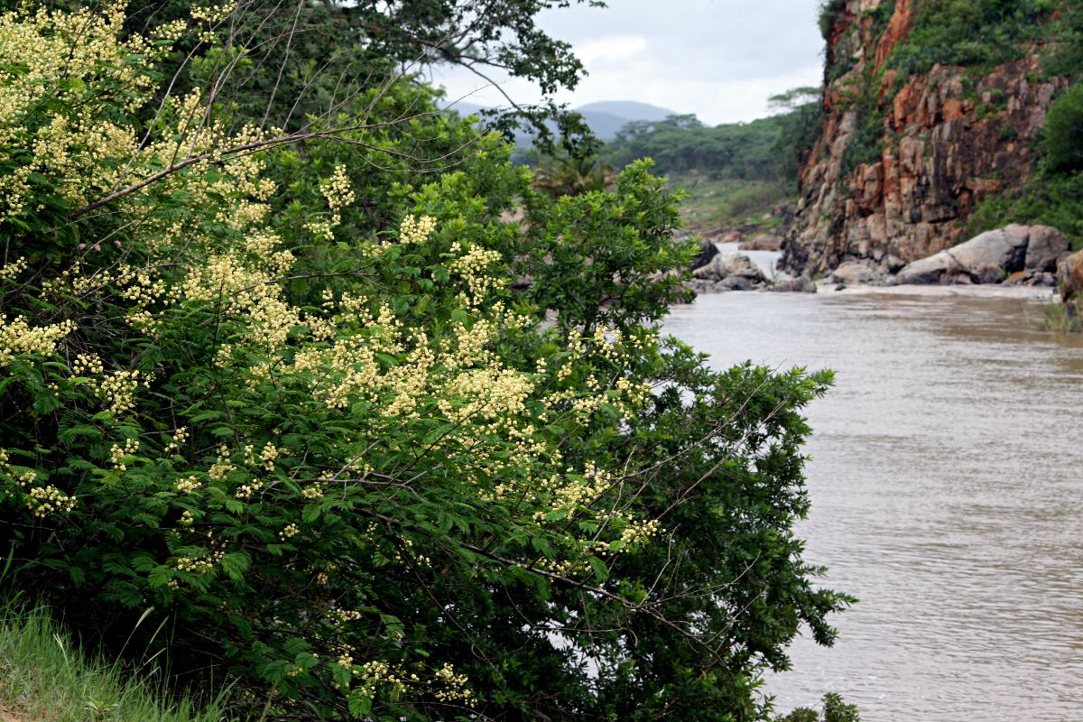 Acacia schweinfurthii